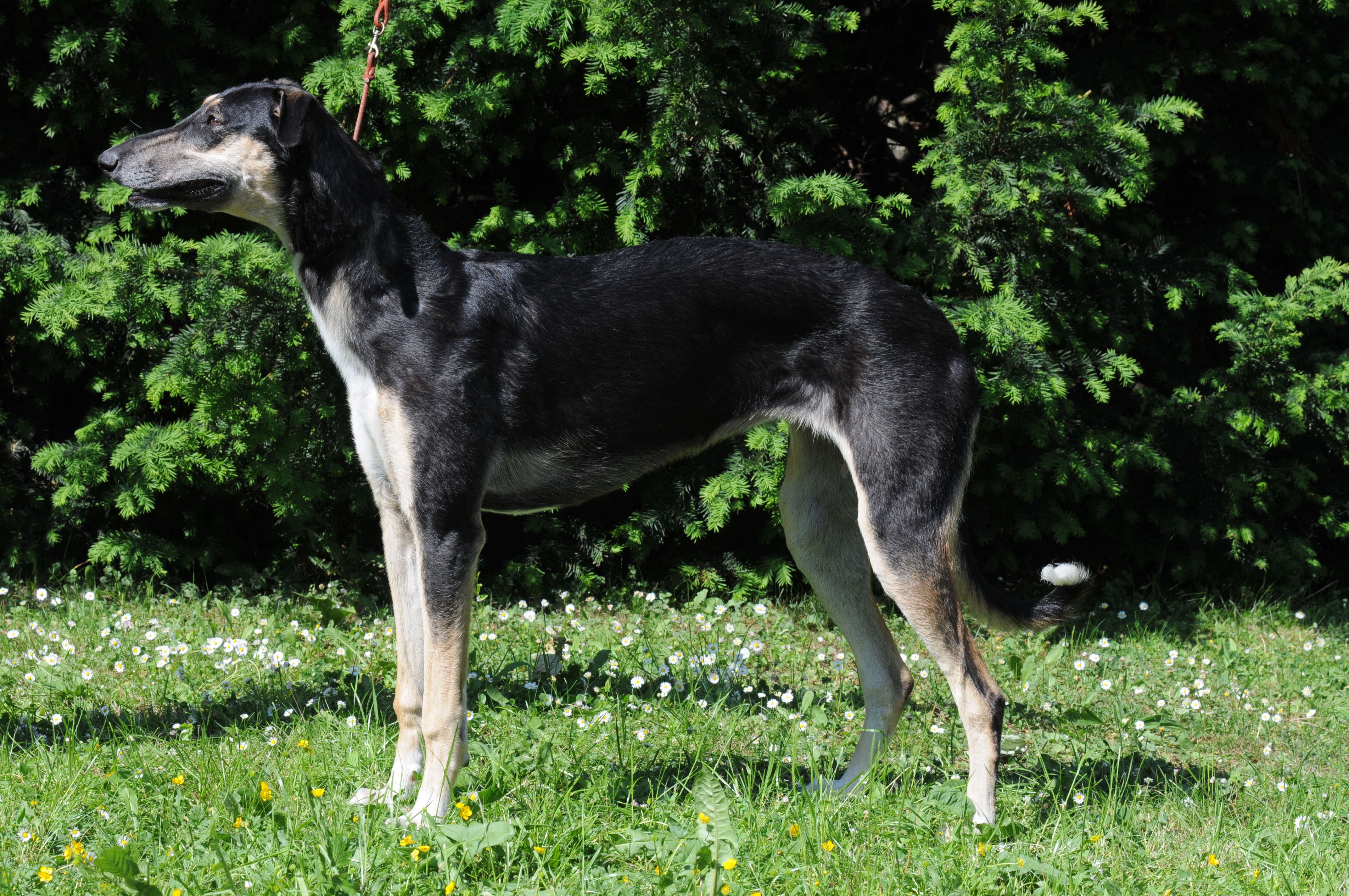 Polish greyhound hot sale for sale